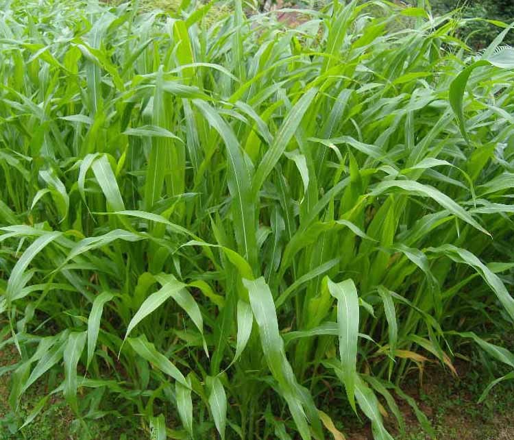 墨西哥玉米草(植物)墨西哥玉米草是由国外引进的一年