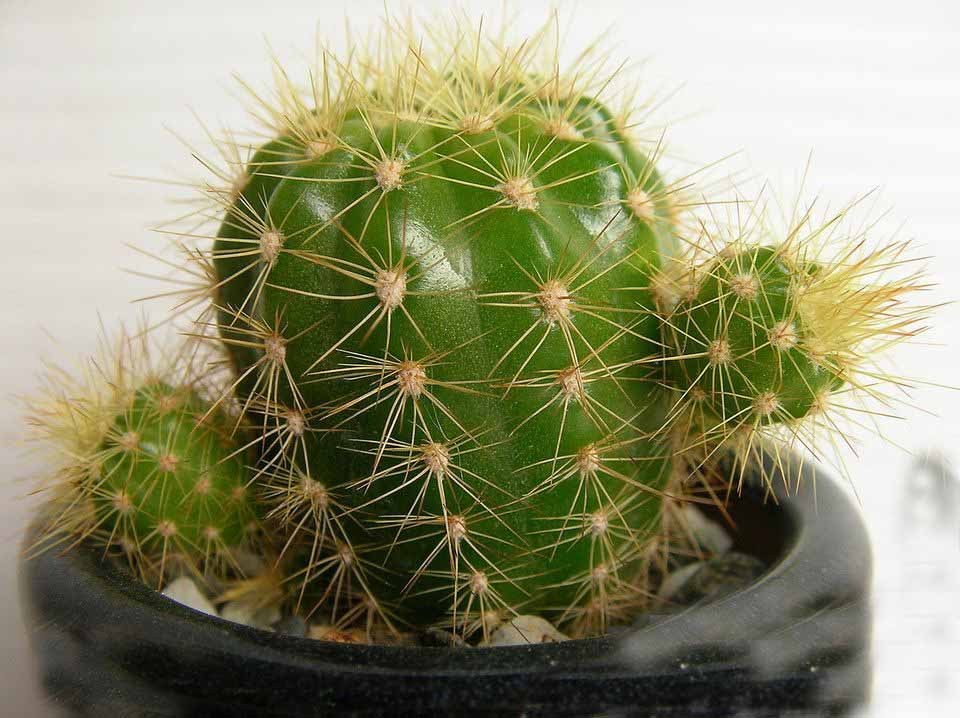 仙人球属_360百科