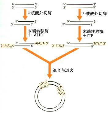 复方半边莲注射液功能主治_复方连翘颗粒的功效与作用图片_复方黄连素片功效作用