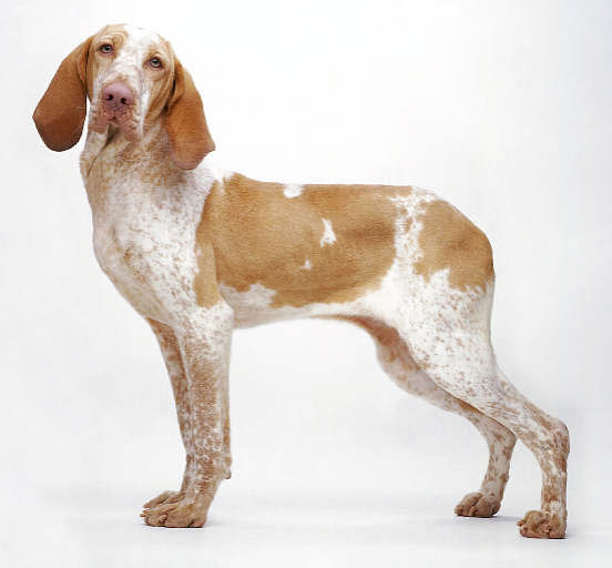 指示猎犬 (动物)