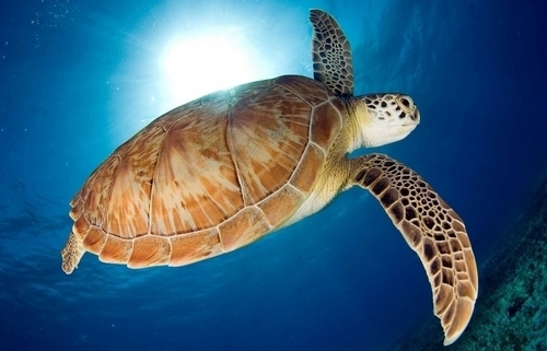 亚洲海龟 (动物)