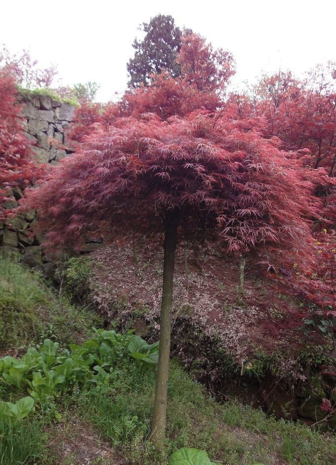 石榴红羽毛枫 (植物)