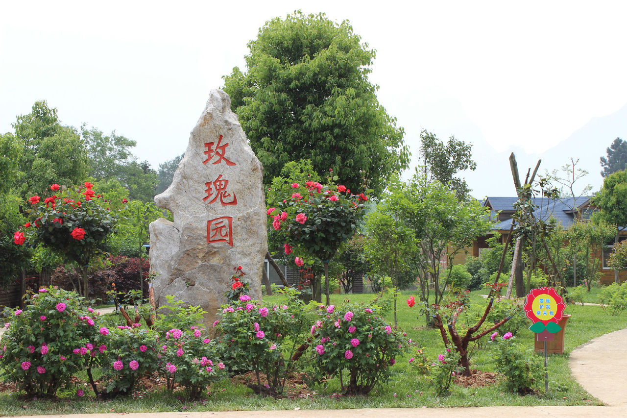 南京玫瑰园其他