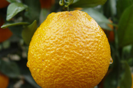 黄果柑(植物)