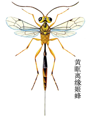 黄眶离缘姬蜂(动物)