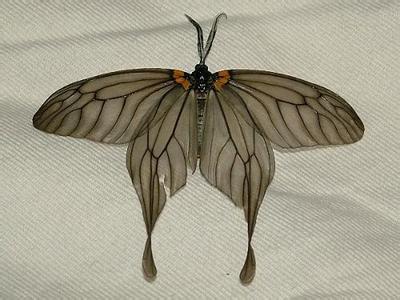 李拖尾锦斑蛾动物