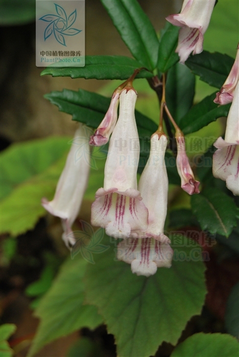披针吊石苣苔植物