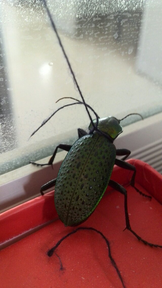 昆虫种名:绿步甲 carabus smaragdinus fischer加载更多领域提