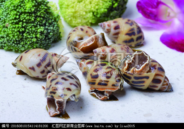 中华玉螺动物