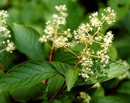 有毒蜜粉源植物 (植物)