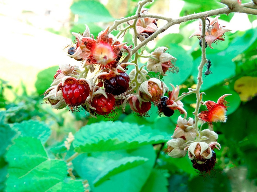 乌泡刺(中医学与中药学)