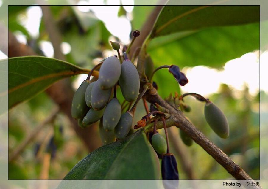 桂花果是重要的草药的原材料,有润肺止疼等疗效,桂树的果实入药有化痰