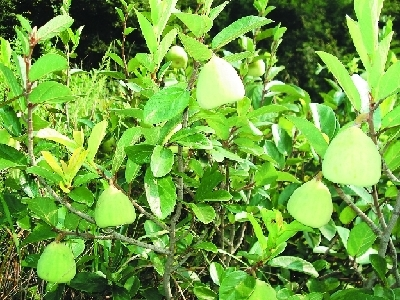 木莲果(植物)