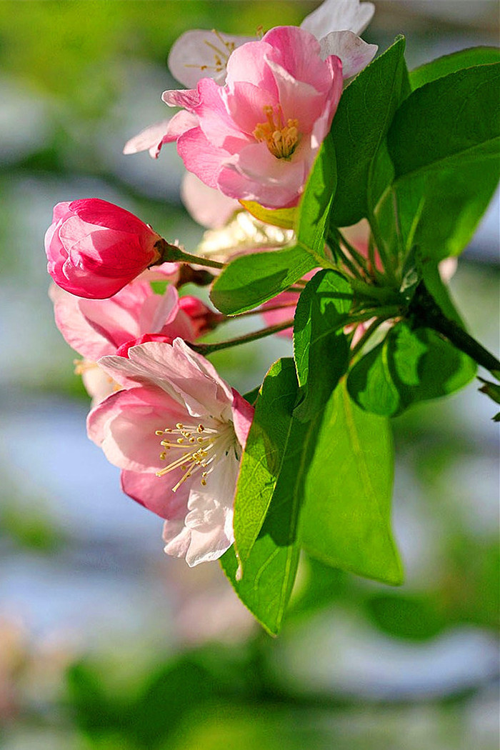 【观赏植物】领域_百科_技点网