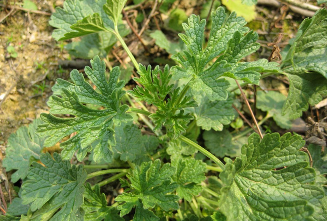 野油麻(中醫學與中藥學)野油麻,拉丁名stachys obl