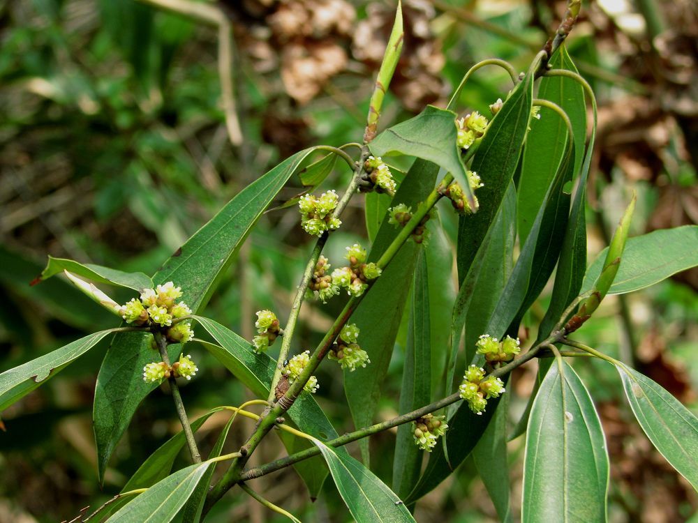 浙江新木姜子(植物)_技点百科
