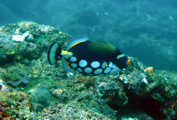 花斑拟鳞鲀(动物)_技点百科