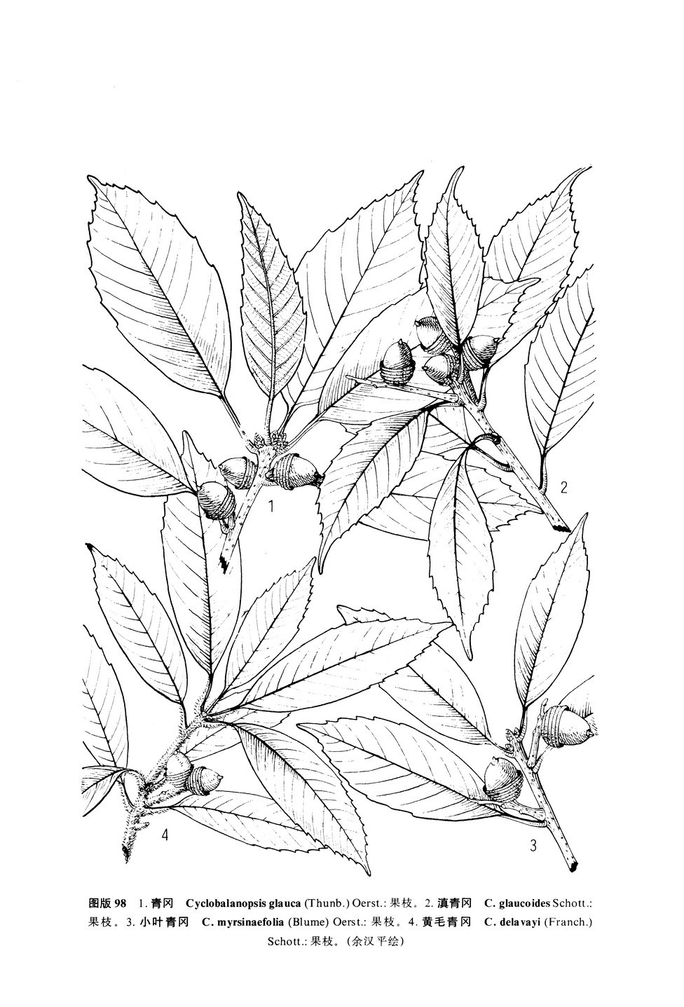 滇青冈(其他生物相关)