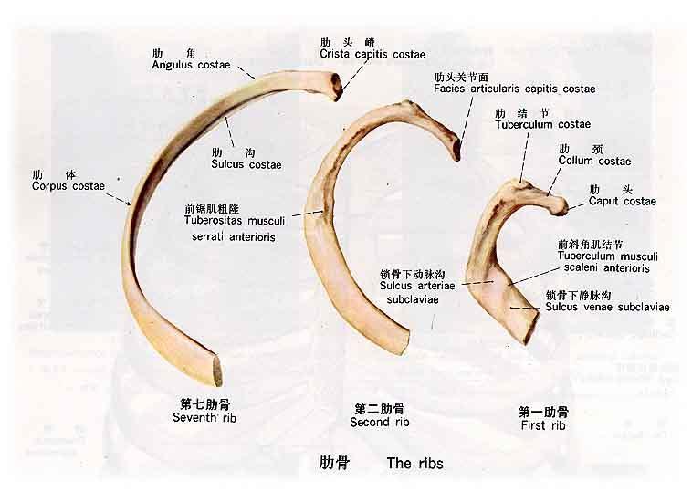 人体扁骨有哪些图片