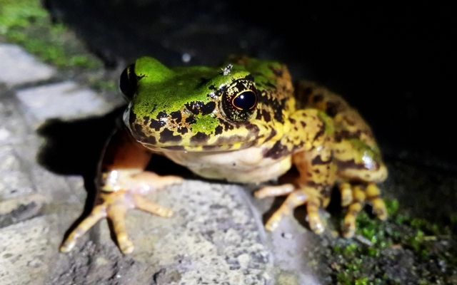 黃腿山蛙(動物)