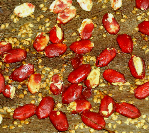 为葫芦科植物苦瓜momordica charantia l.的种子.我国南北均普遍栽培.