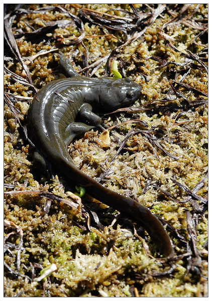 安吉小鲵 (其他生物相关)