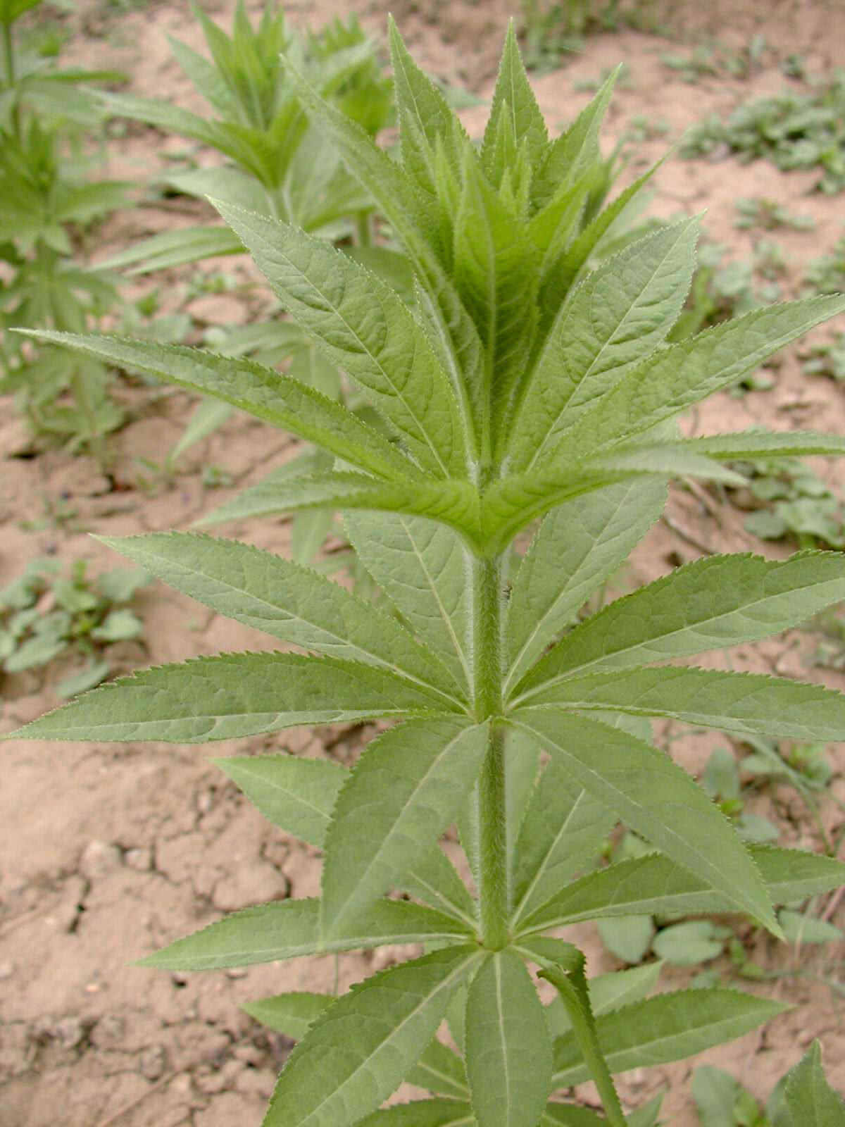 长尾婆婆纳植物