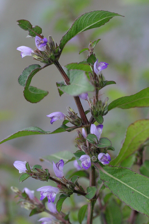 水蓑衣(原变种)(植物)