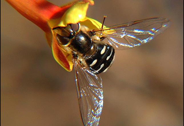 白斑食蚜蝇(其他生物相关)