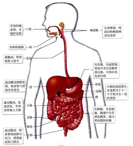 消化道:包括口腔,咽,食道,胃,小肠(十二指肠,空肠,回肠)和大肠(盲肠