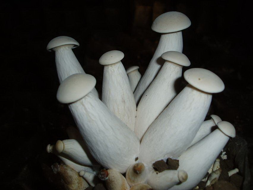 金福菇高产栽培(菌物)_技点百科