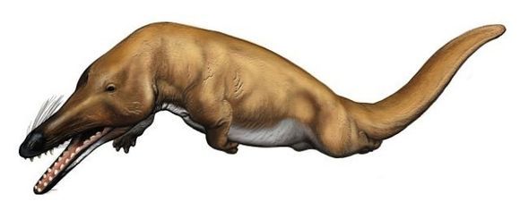 库奇鲸其他生物相关