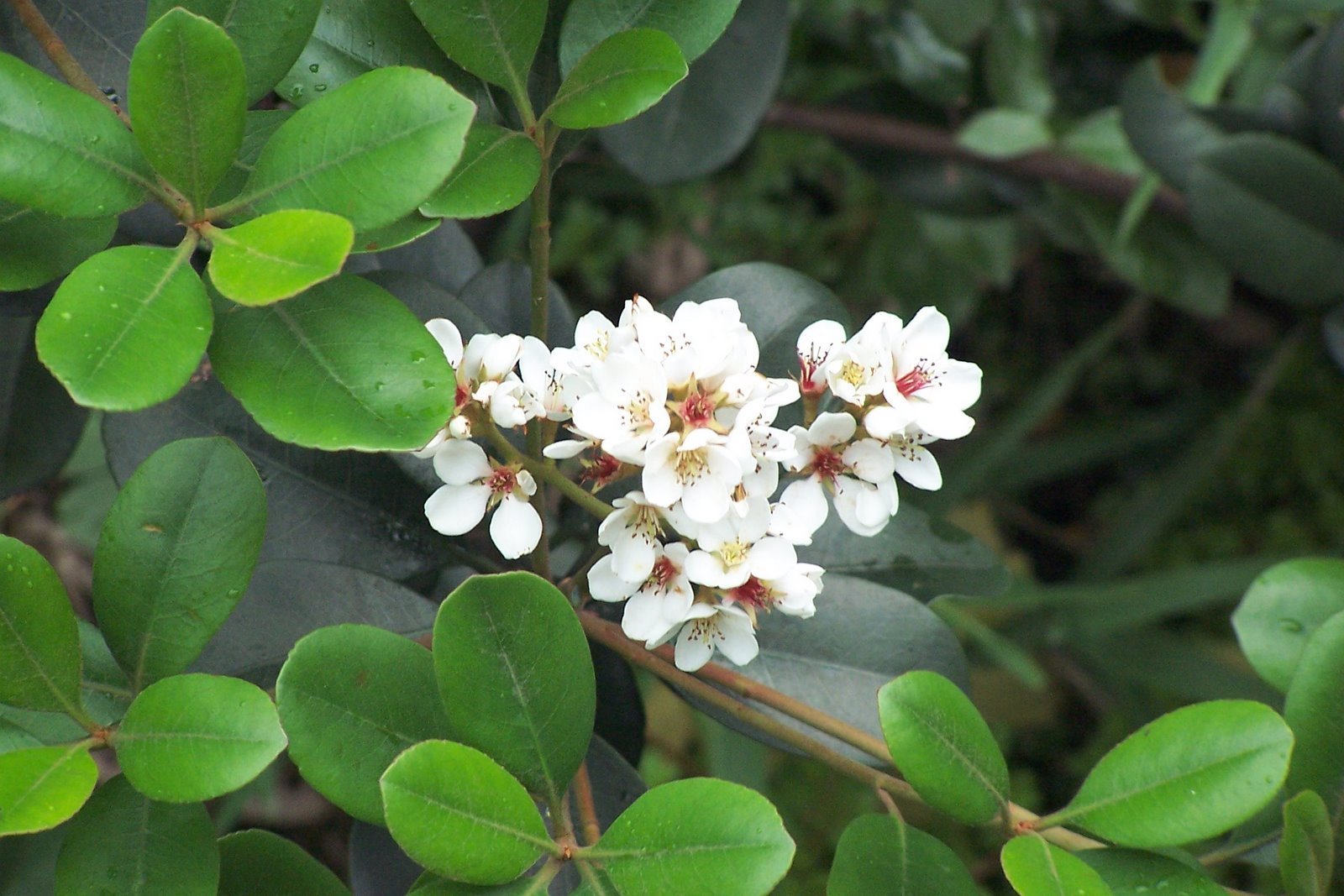 【种子植物】领域_百科_技点网