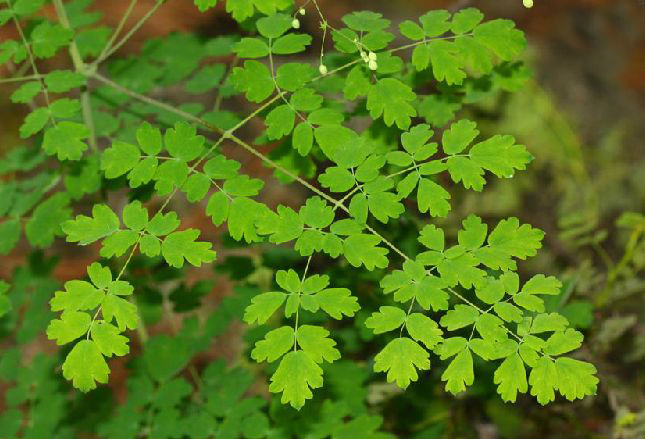 金丝马尾连(植物)