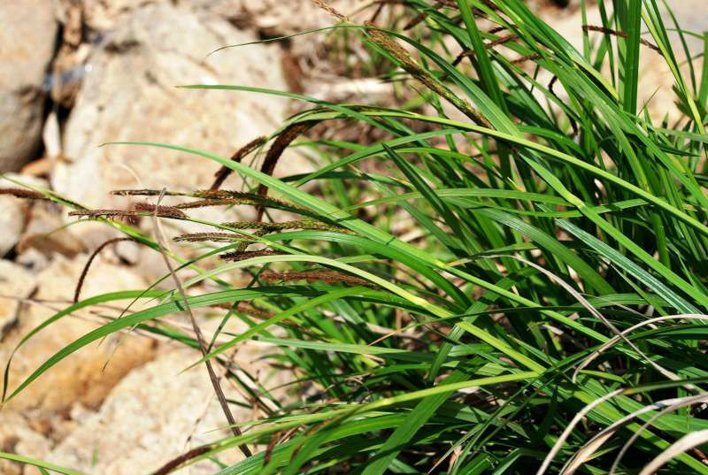 密生苔草(植物)_技點百科