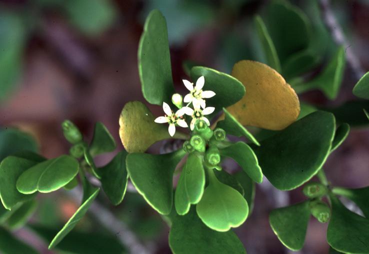 榄李(植物)