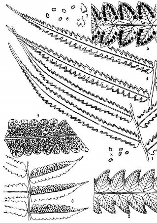 百色毛蕨(植物)百色毛蕨(学名:cyclosorus baiseensis)为金星蕨科,毛