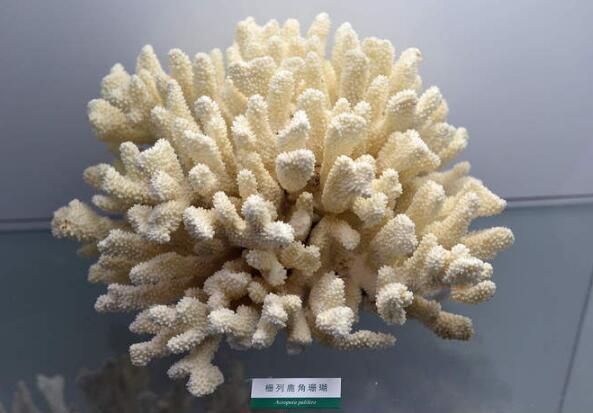 栅列鹿角珊瑚 (动物)