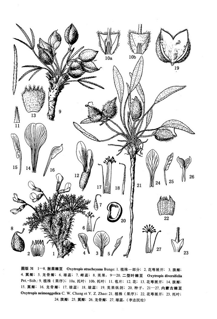 領域提 交被子植物種子植物生物植物詞條 主頁》