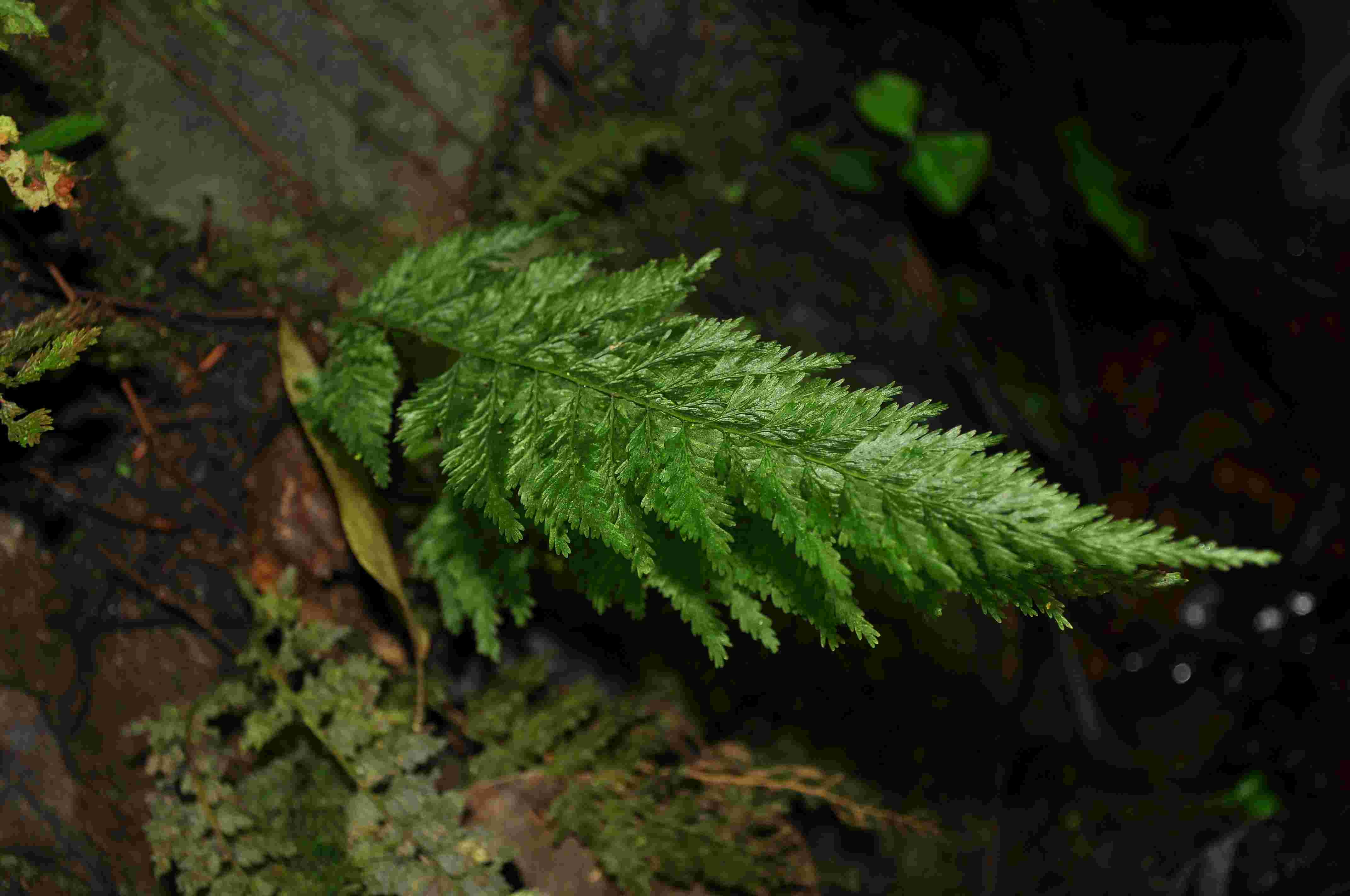大叶瓶蕨 (植物)