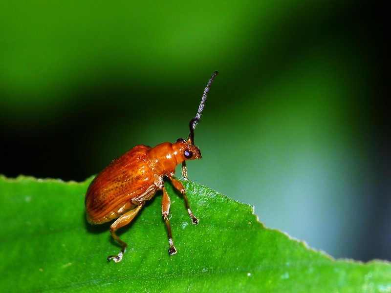 三星黄萤叶甲 (动物)