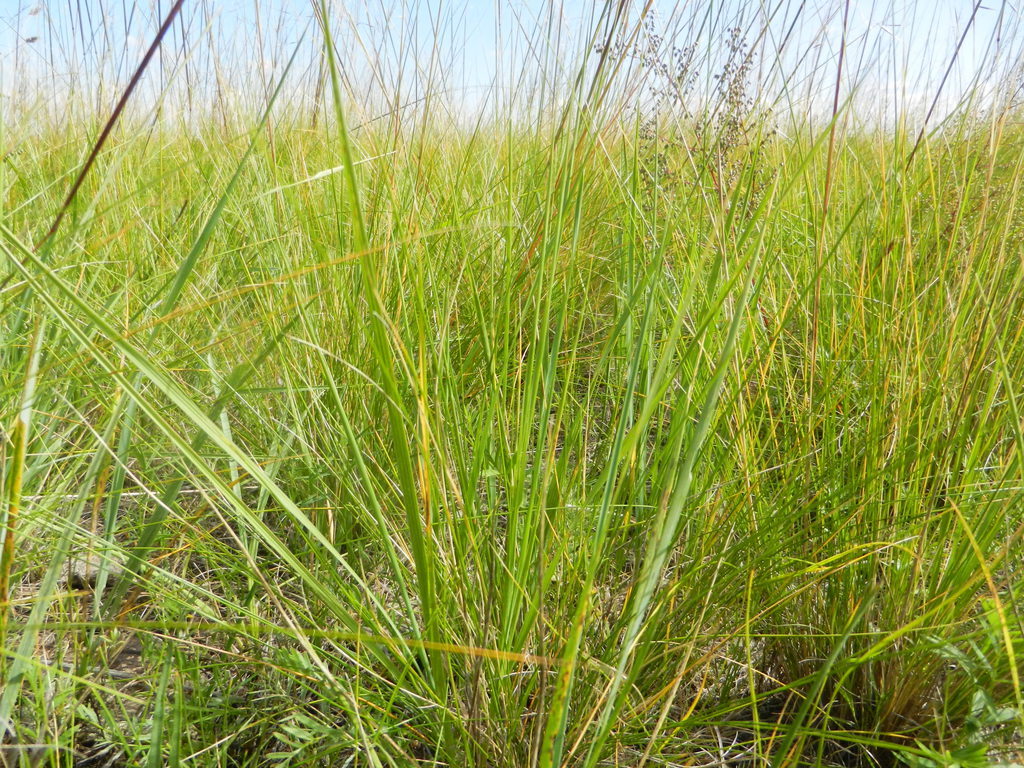 贵草1号多花黑麦草 (植物)
