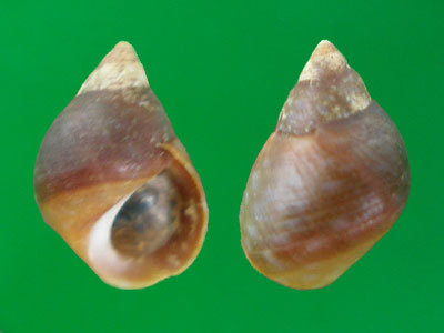 小锥玉黍螺