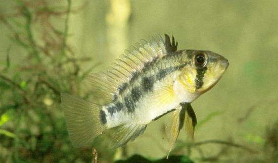 青面短鲷(动物)