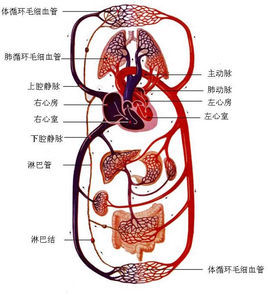 肺循环(其他生物相关)肺循环(小循环), 从右心室射出的静脉血入肺动脉