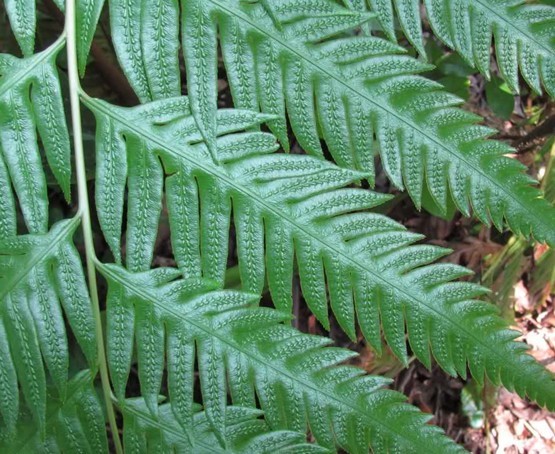 东方狗脊(植物)_技点百科_技点网(植物)