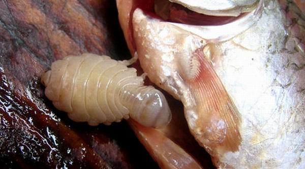 鱼虱子 (中医学与中药学)