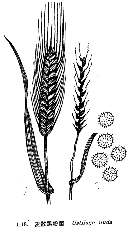 麦散黑粉菌其他生物相关