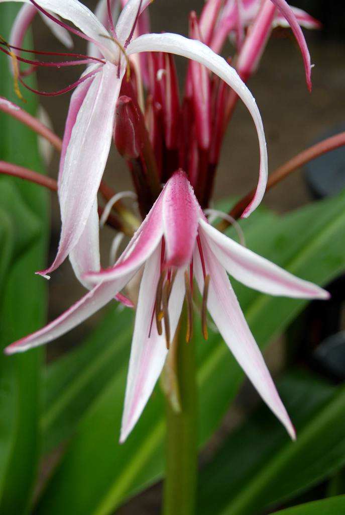 红花文殊兰(学名:crinumamabile)为多年生常绿草本植物,植株高60～100