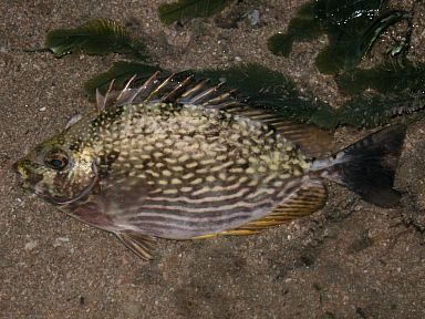 长鳍篮子鱼(动物)